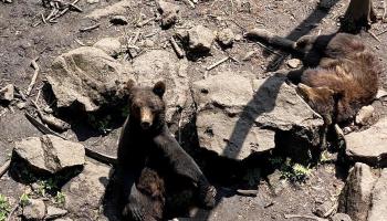 https://trips-photo.sletat.ru/Tours/b2df4dab-43f4-4c74-9d4d-aae2b21c96ce.jpg