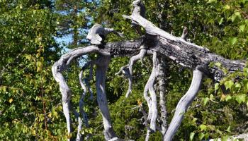 https://trips-photo.sletat.ru/Tours/bc296ee8-bc60-49ea-9745-a002d29ed0ab.jpg