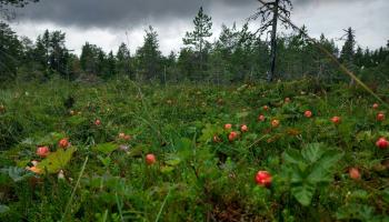https://trips-photo.sletat.ru/Tours/c09dfb27-71b7-48e4-8b75-12f5cf3861ab.jpg