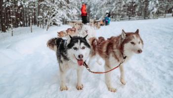 https://trips-photo.sletat.ru/Tours/e282e213-b255-4c9d-9db6-a65dc6abb498.jpg