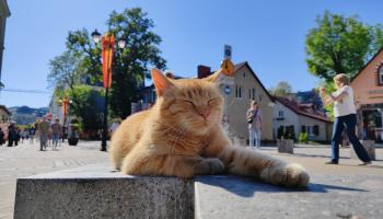 https://trips-photo.sletat.ru/Tours/e67bce51-cfbb-4daf-a7a5-352ffe218dff.jpg