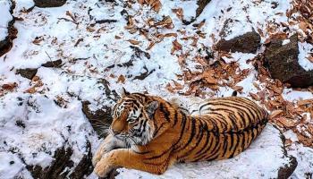 https://trips-photo.sletat.ru/Tours/f342d5ca-f9c6-4e7e-bfec-62a20c65cd01.jpg
