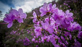 https://trips-photo.sletat.ru/Tours/f77d5110-2e9e-4c13-bf0a-bd3469f2bc3b.jpg